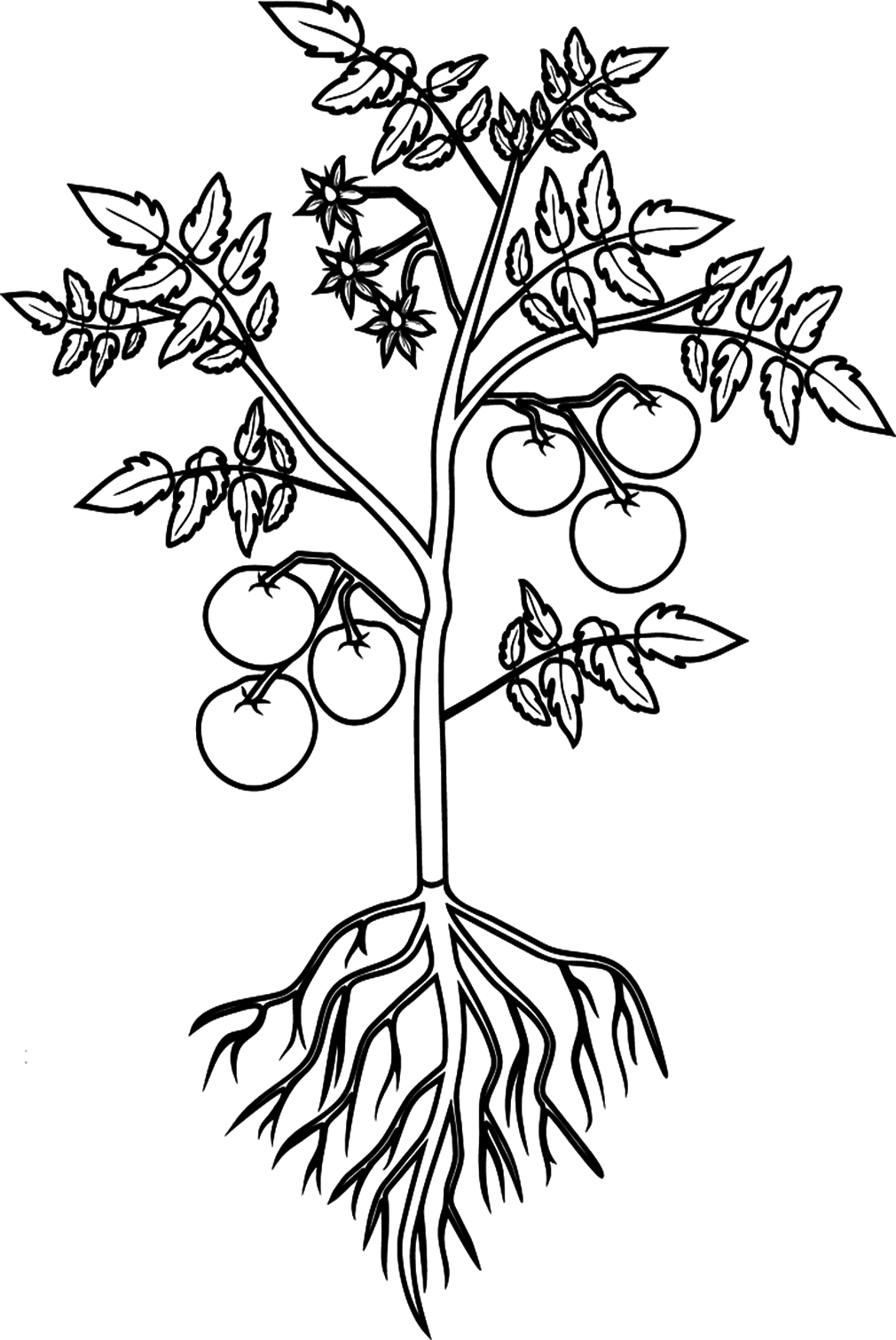 Tomatplante fargelegging