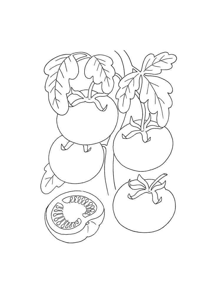 Tomatplante utskrivbar fargelegging