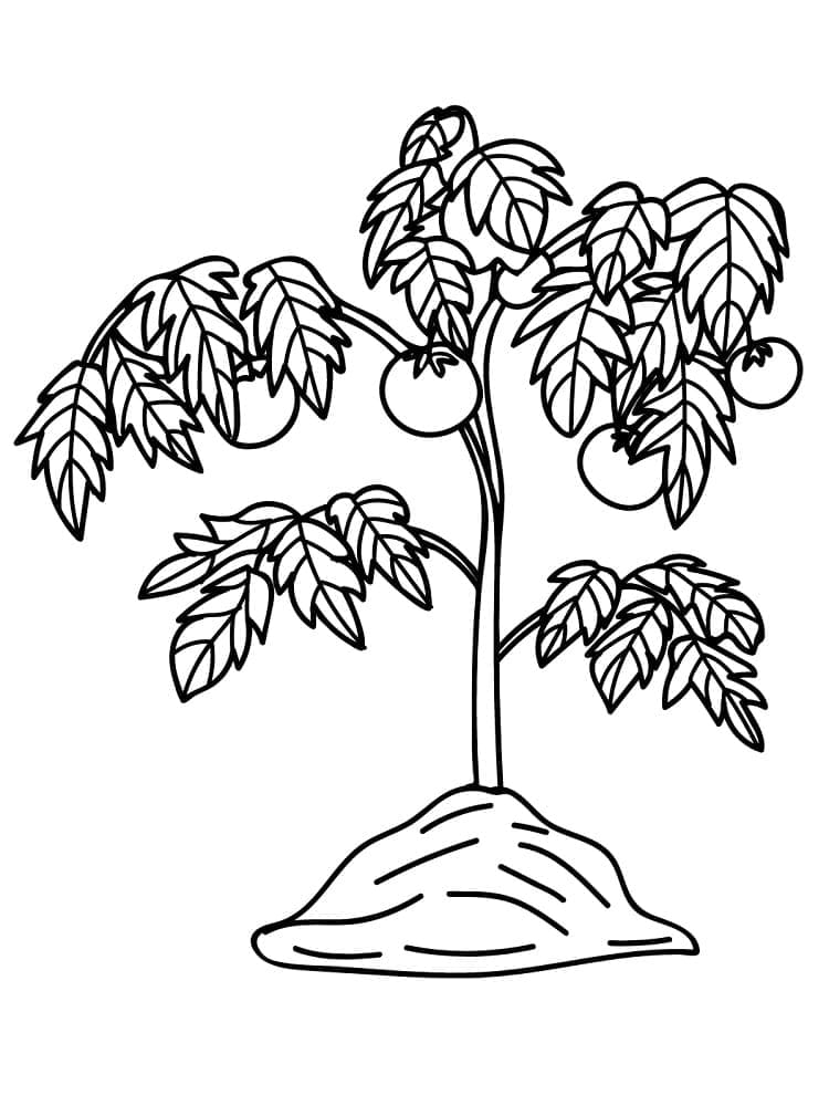Utskrivbar tomatplante fargelegging