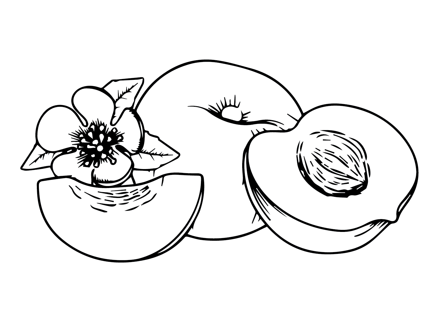 Fersken med blomst fargelegging