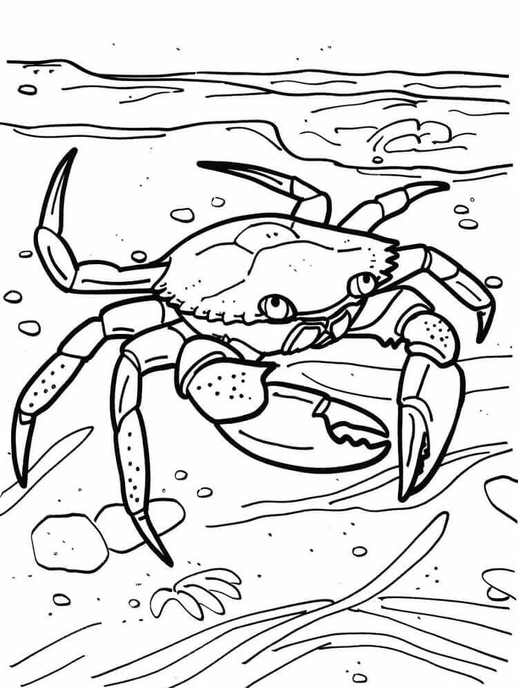 En vanlig krabbe fargelegging