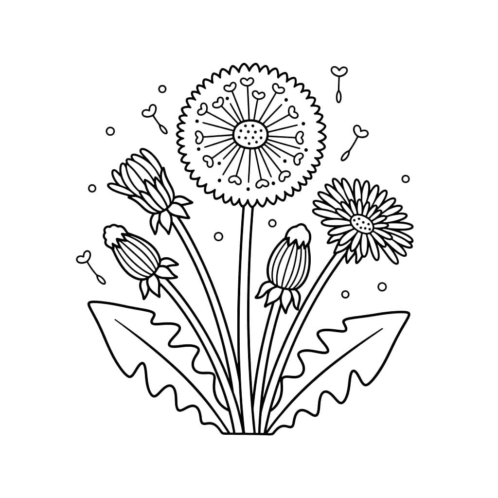 Løvetann Fargelegging