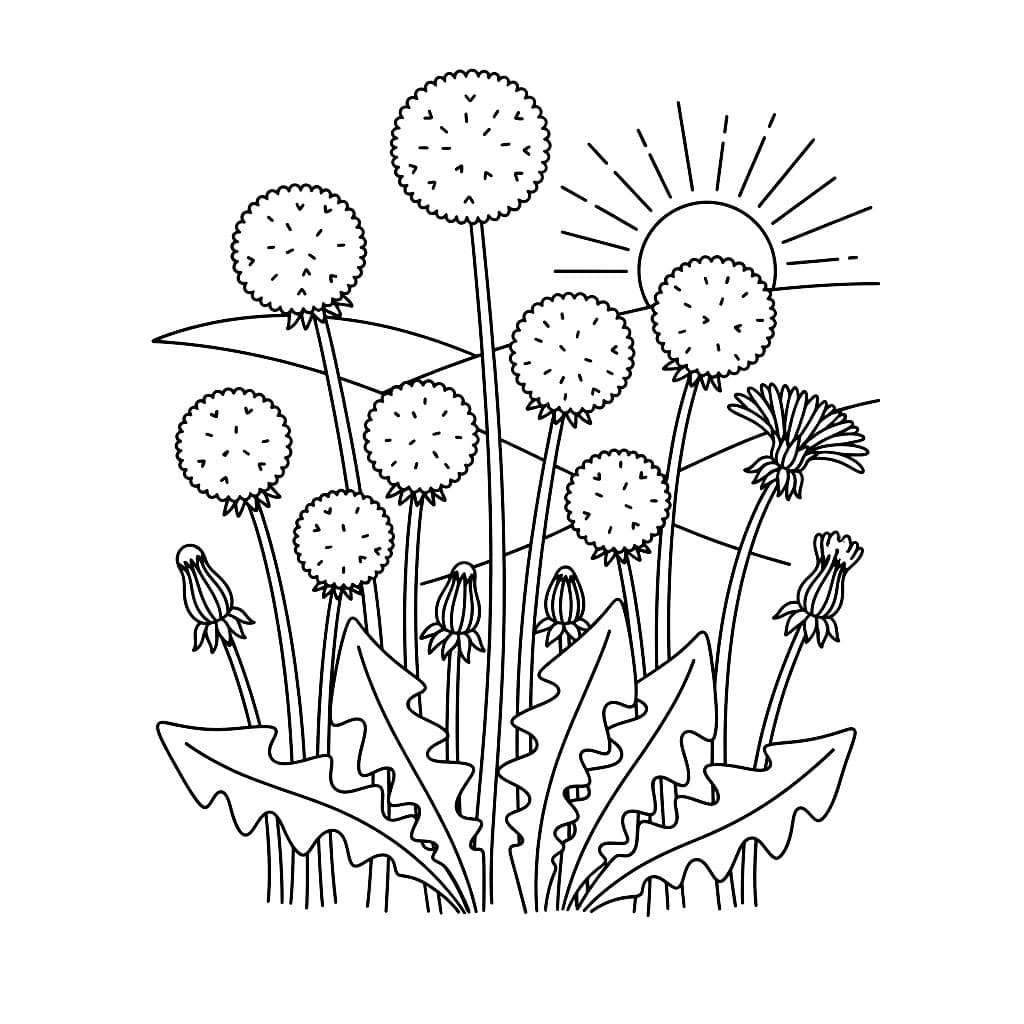 Løvetann Enkel fargelegging