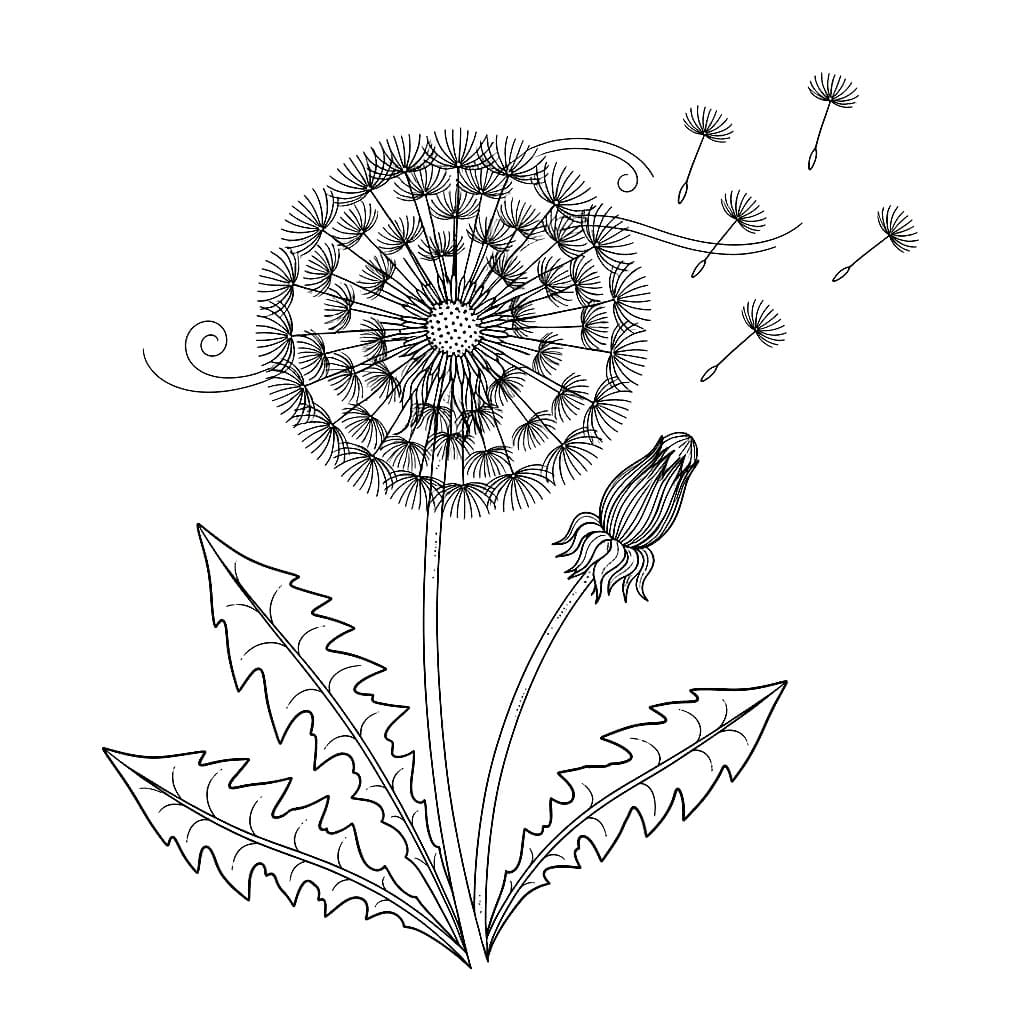 Løvetann er veldig vakker fargelegging