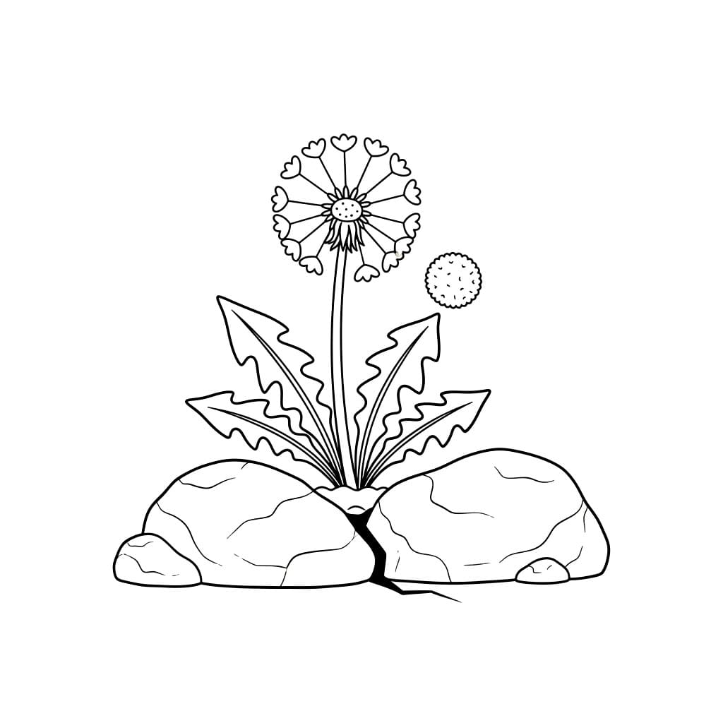 Løvetann i fjellsprekken fargelegging