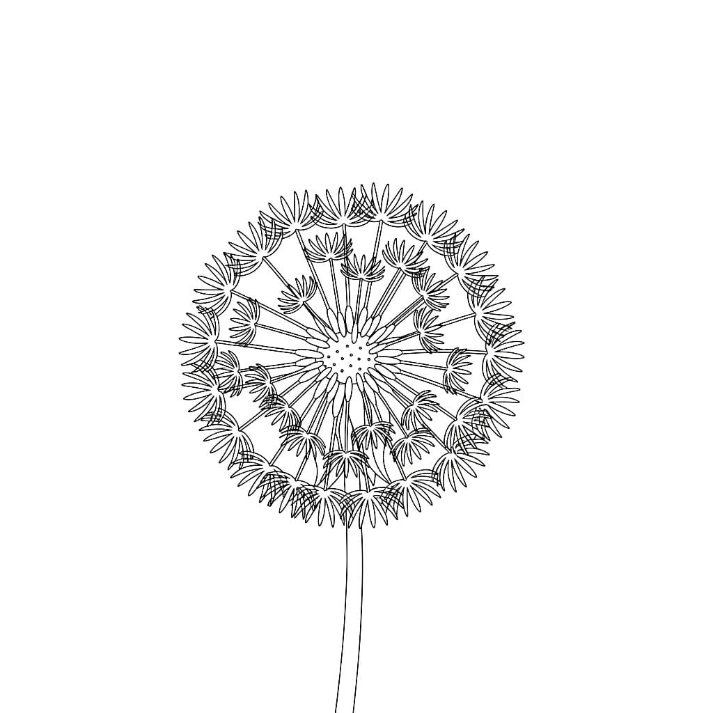 Løvetann i full blomst fargelegging