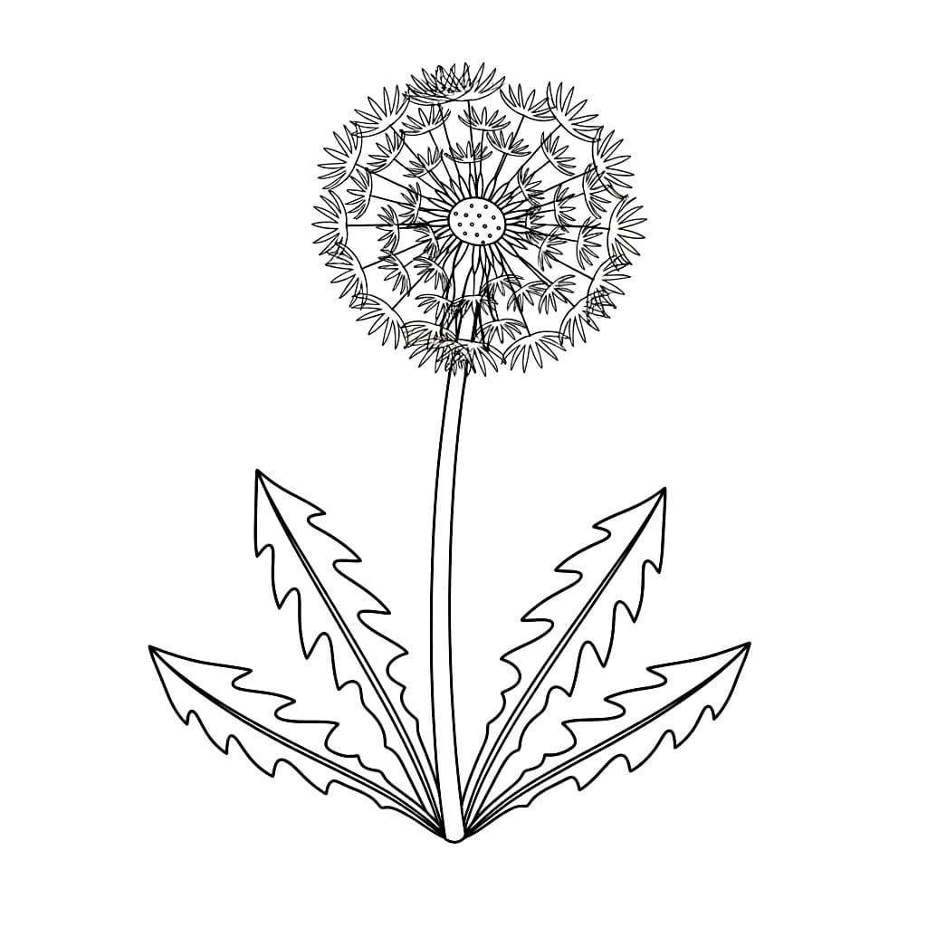 Løvetann med lange blader fargelegging