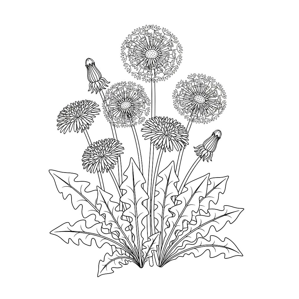 Løvetann med mange blomster fargelegging