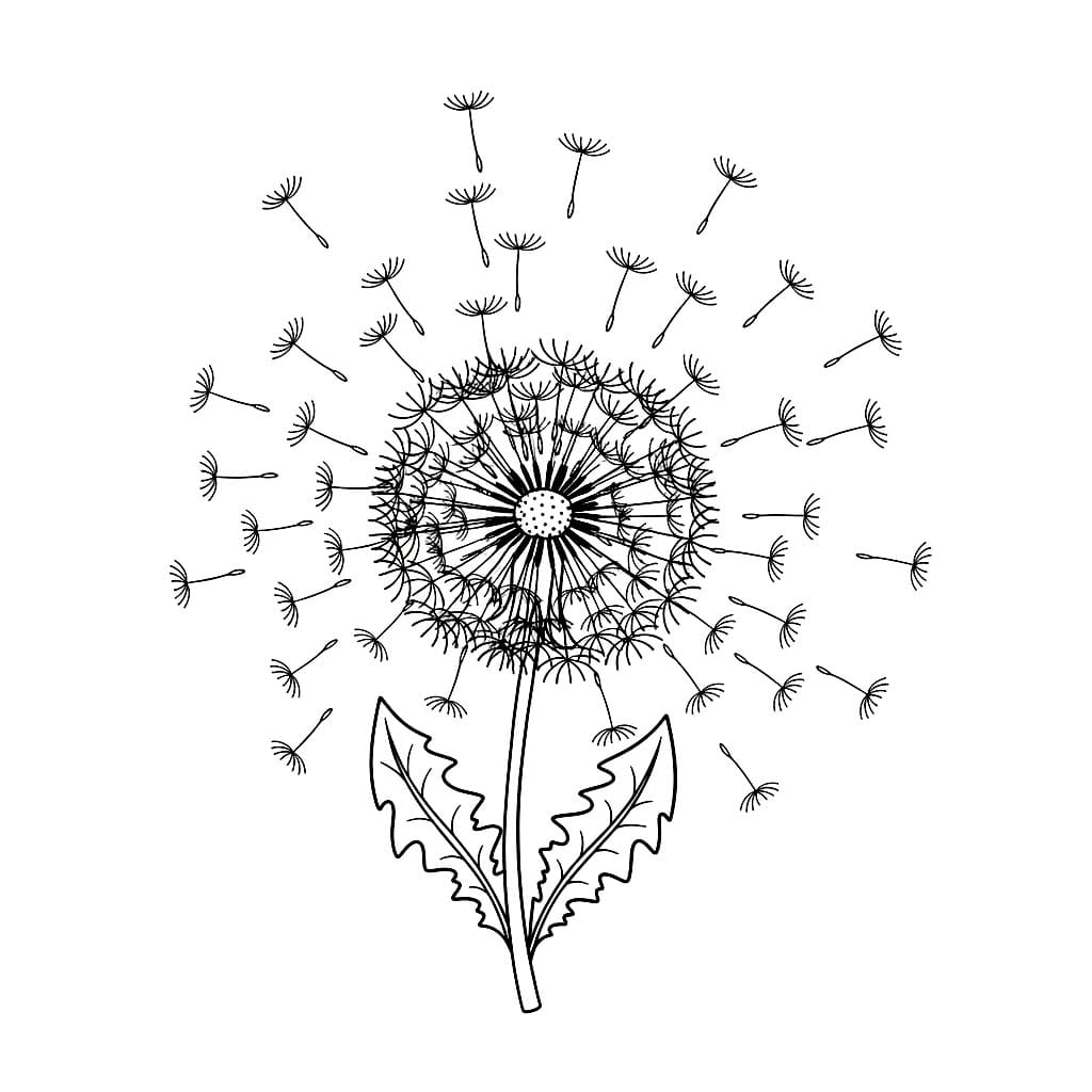 Løvetann med mange frø fargelegging