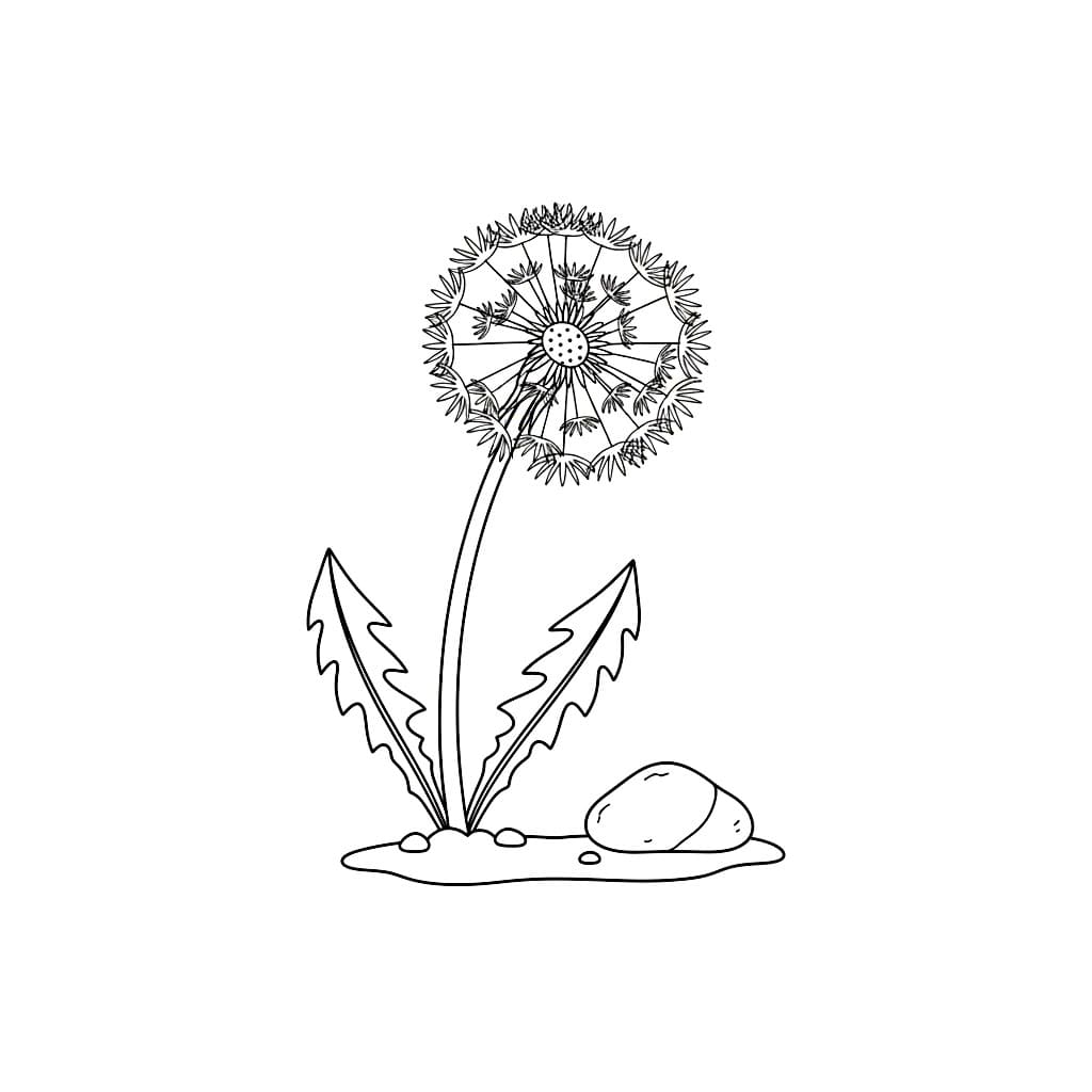 Løvetann ved steinen fargelegging