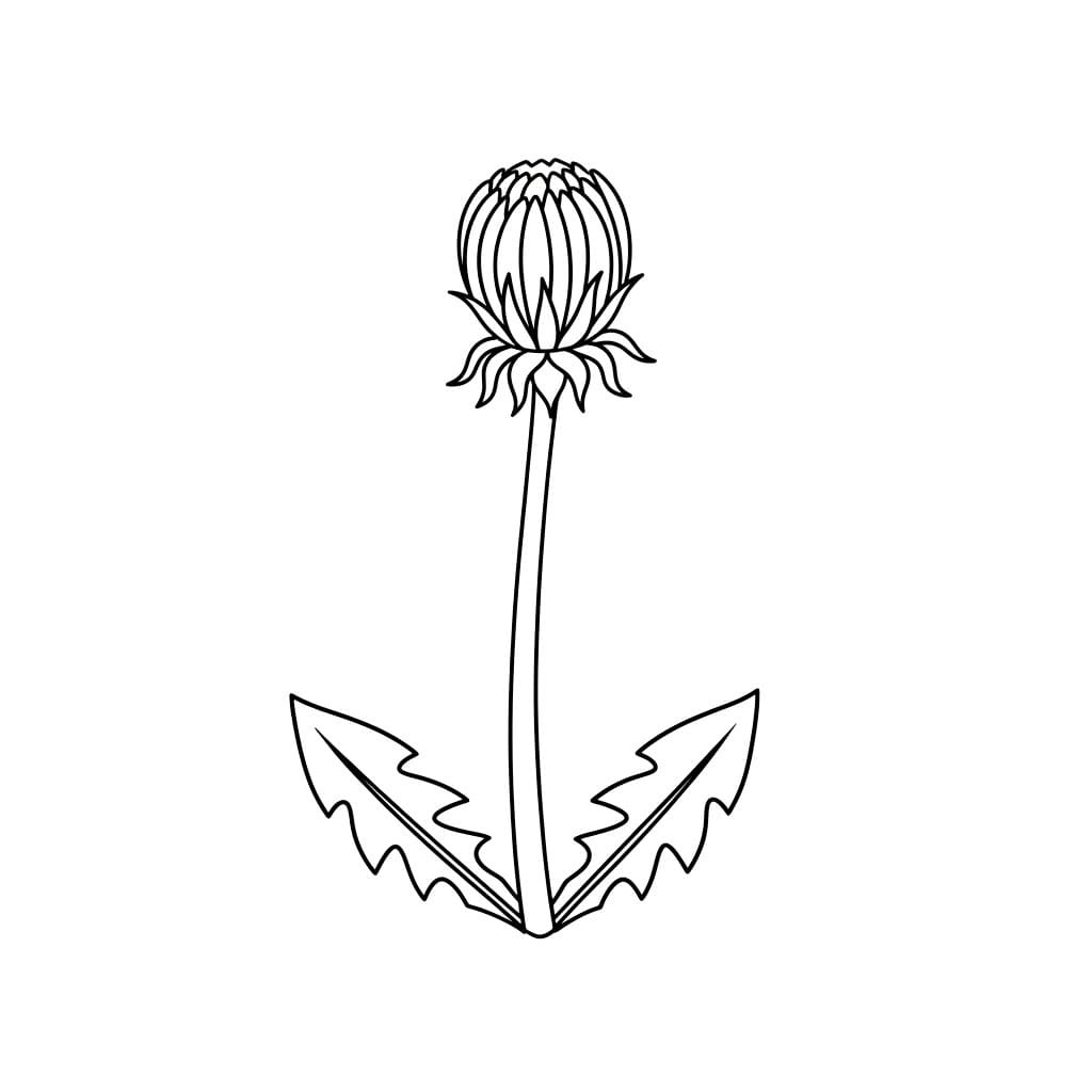 Løvetannknopper fargelegging