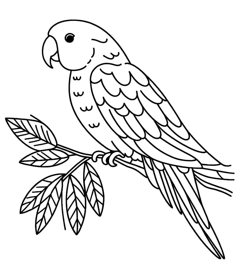 Papegøye på grenen fargelegging