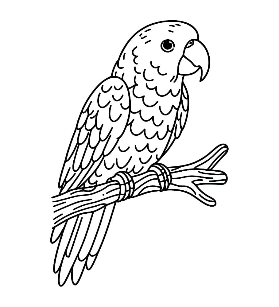 Papegøyen satt fargelegging