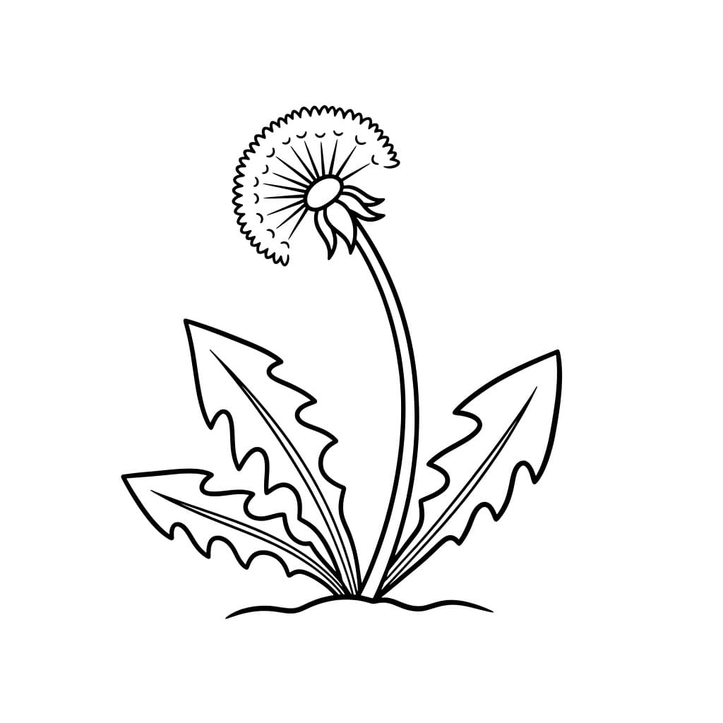 Sidevisning av løvetann fargelegging