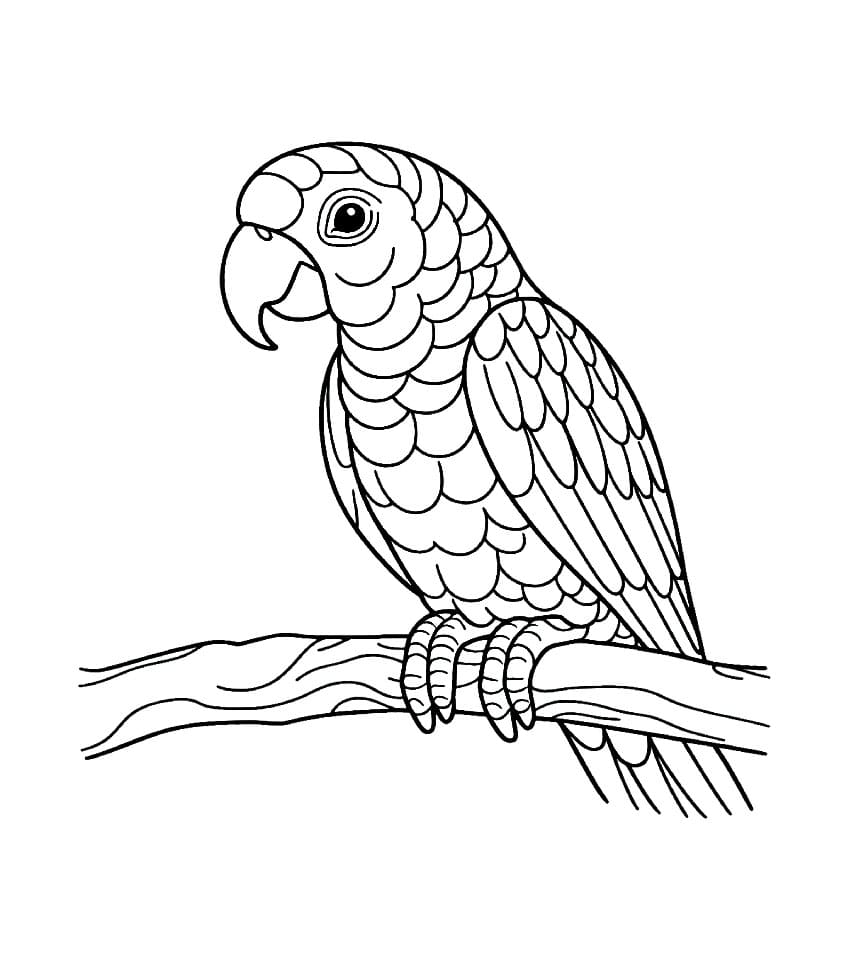 Stor papegøye fargelegging