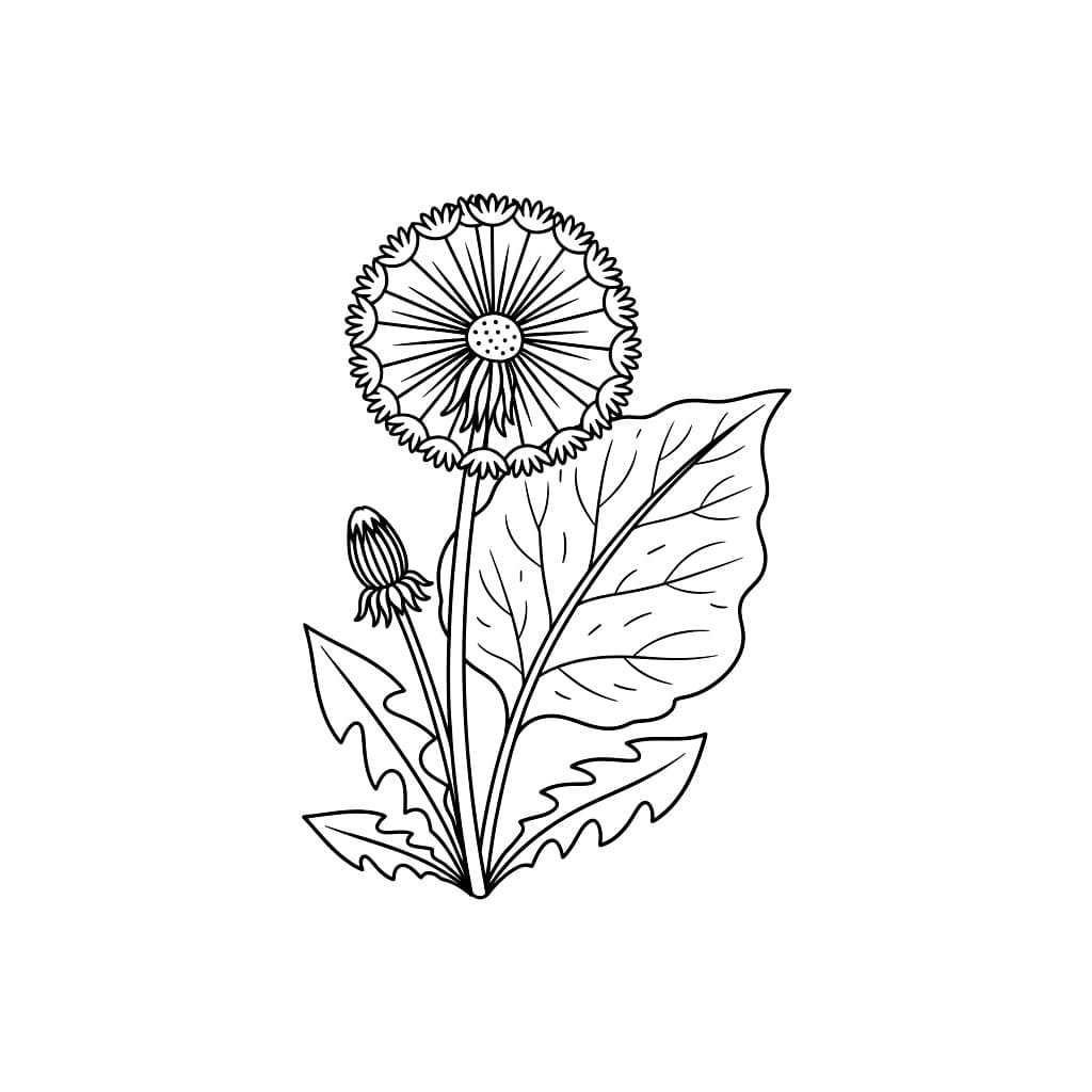 Storbladet løvetann fargelegging