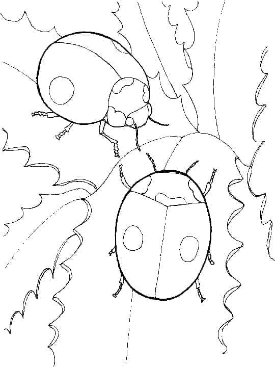 To små biller fargelegging