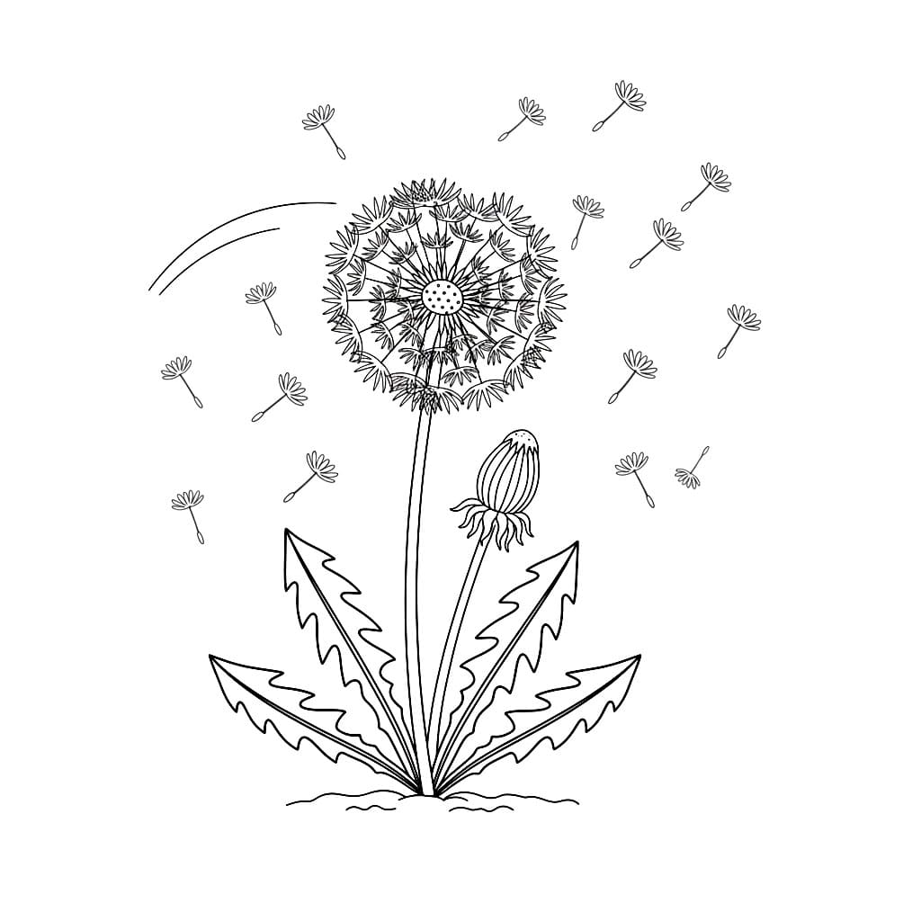 Vakker løvetann fargelegging