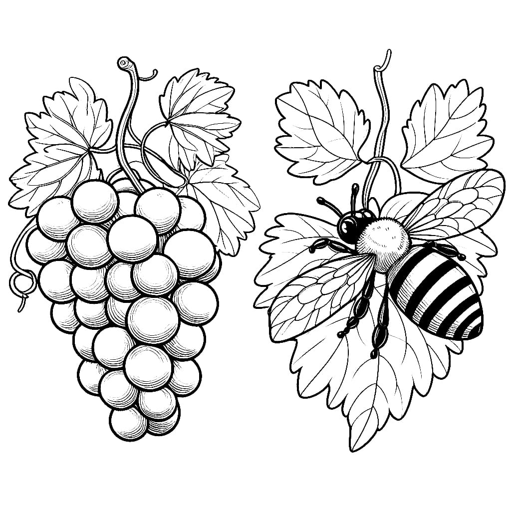 Bier og druer fargelegging