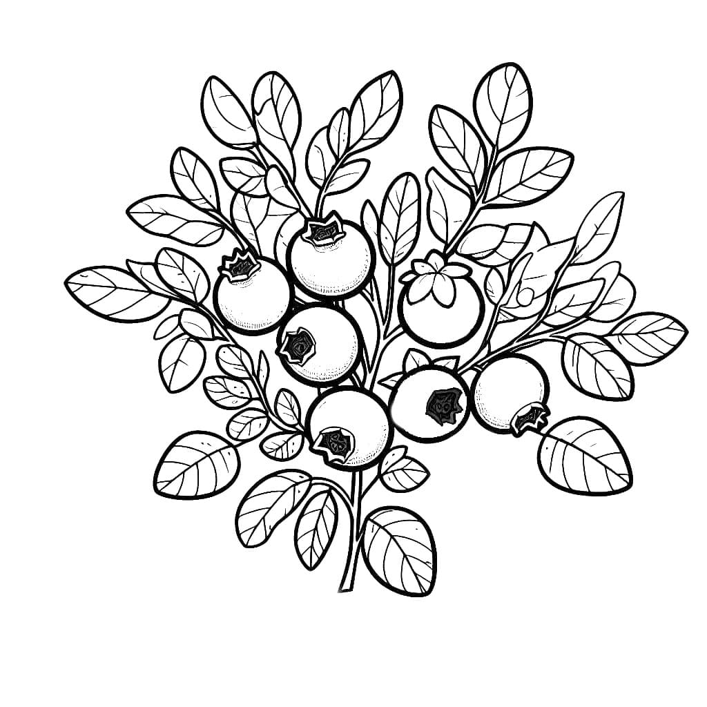 Bilde av blåbærgren fargelegging