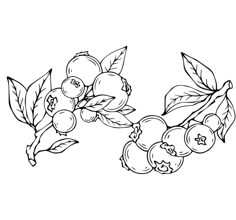 Bilder Blåbær fargelegging