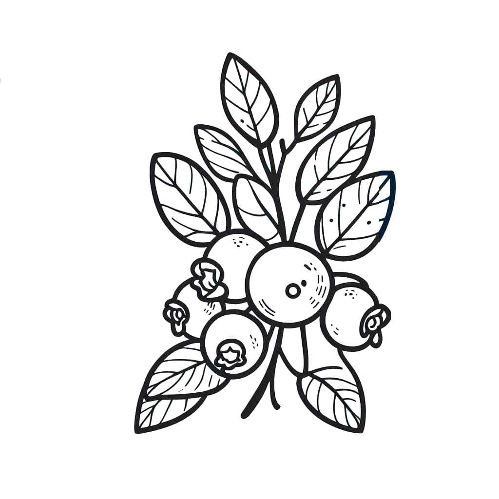 Blåbær er bra fargelegging