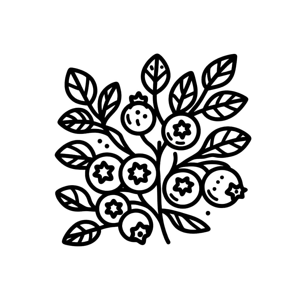 Blåbær er enkle fargelegging