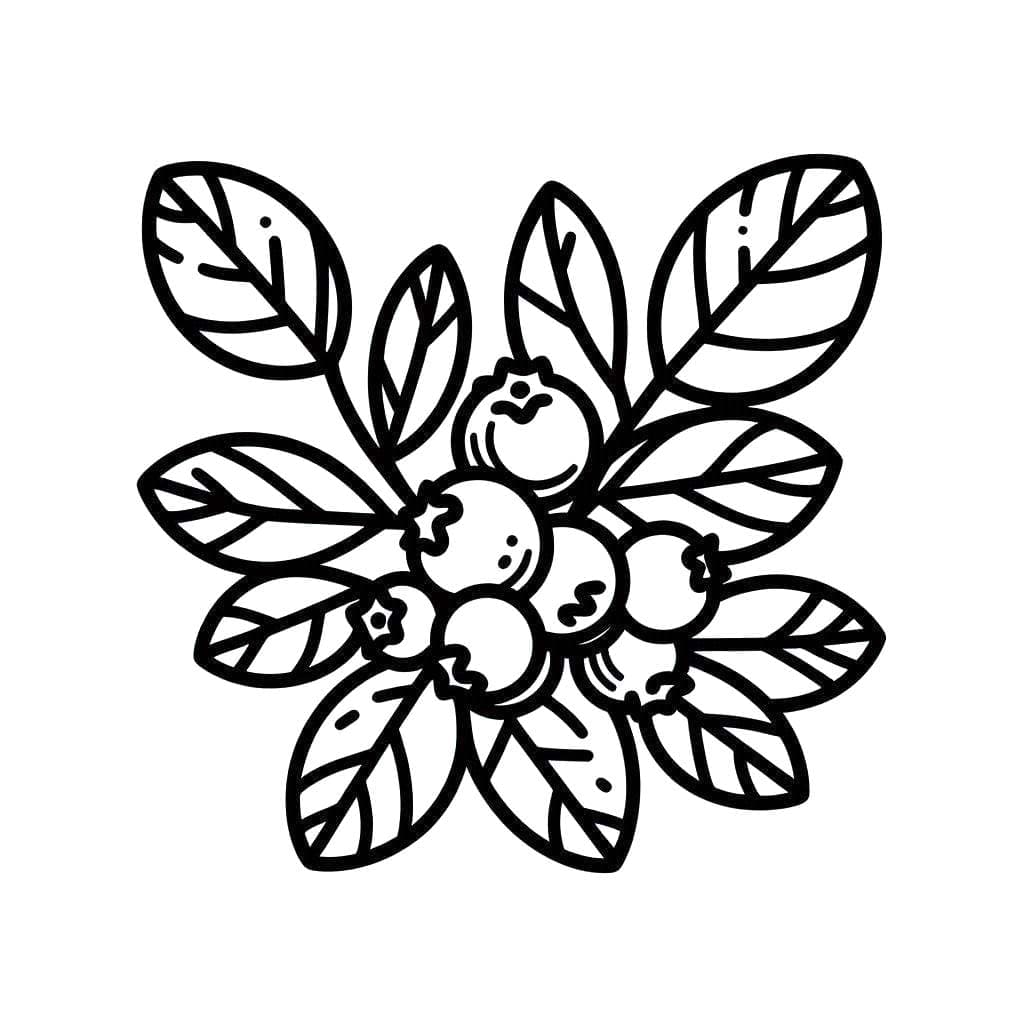 Blåbær er veldig godt fargelegging