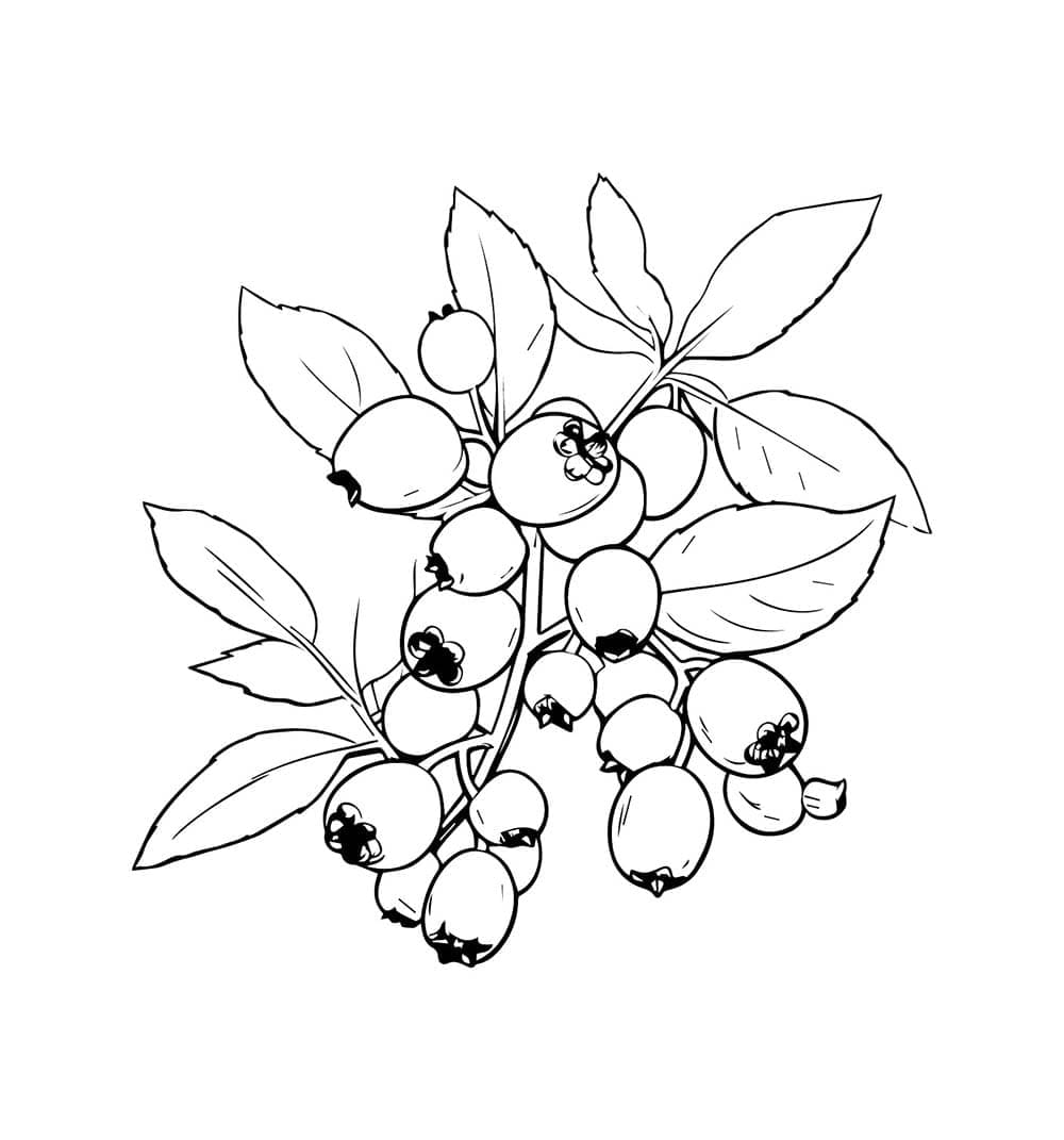 Blåbær Faygo fargelegging