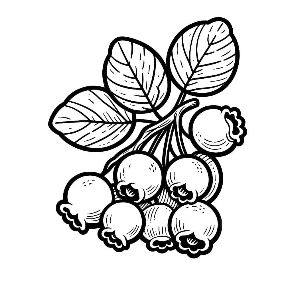 Blåbærbukett fargelegging