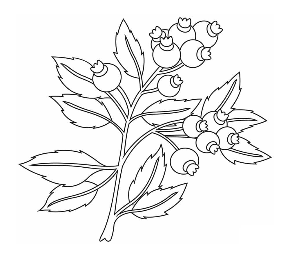 Blåbærgren Enkel fargelegging