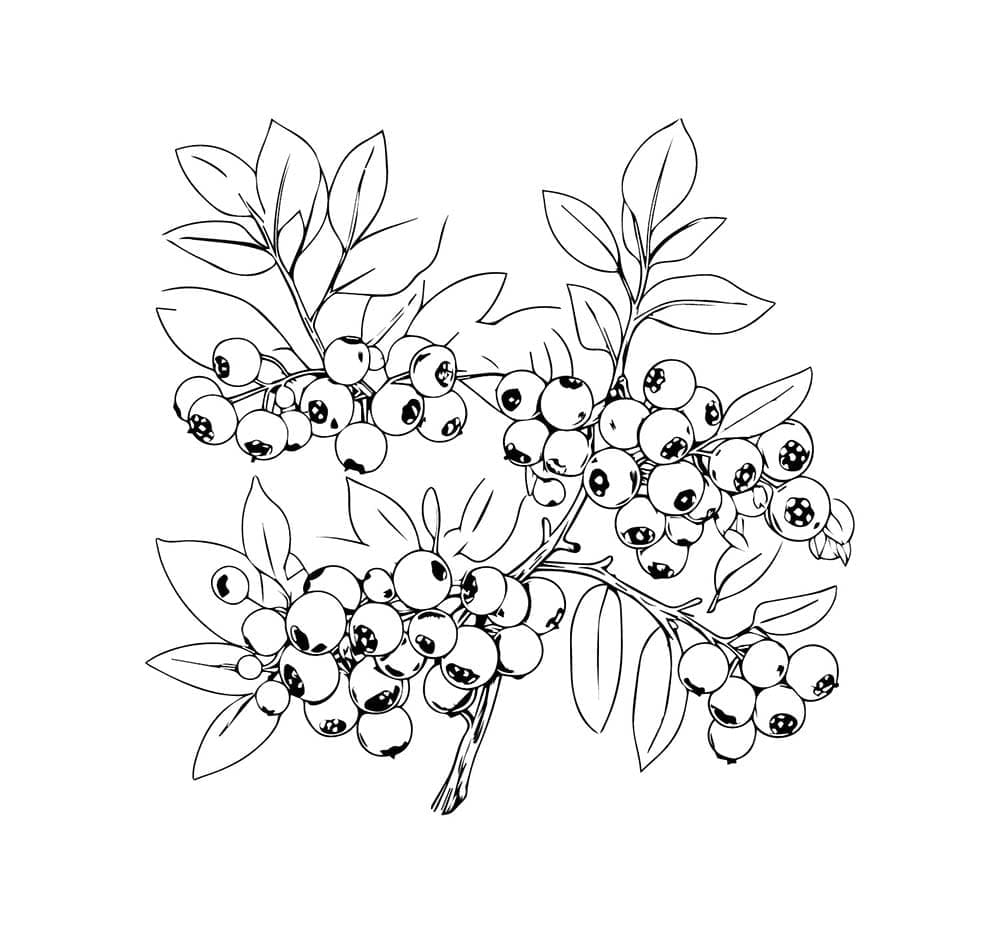 Blåbærtrykk fargelegging