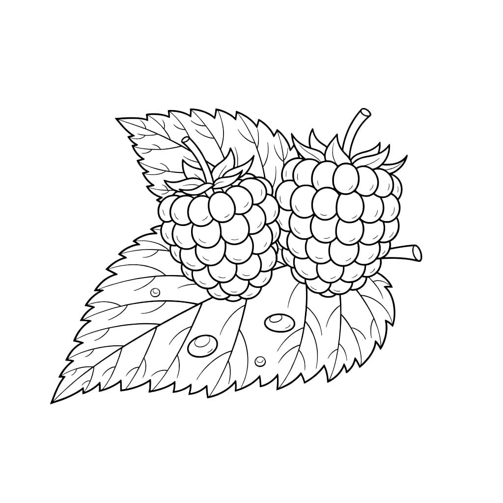 Bringebær på blader fargelegging