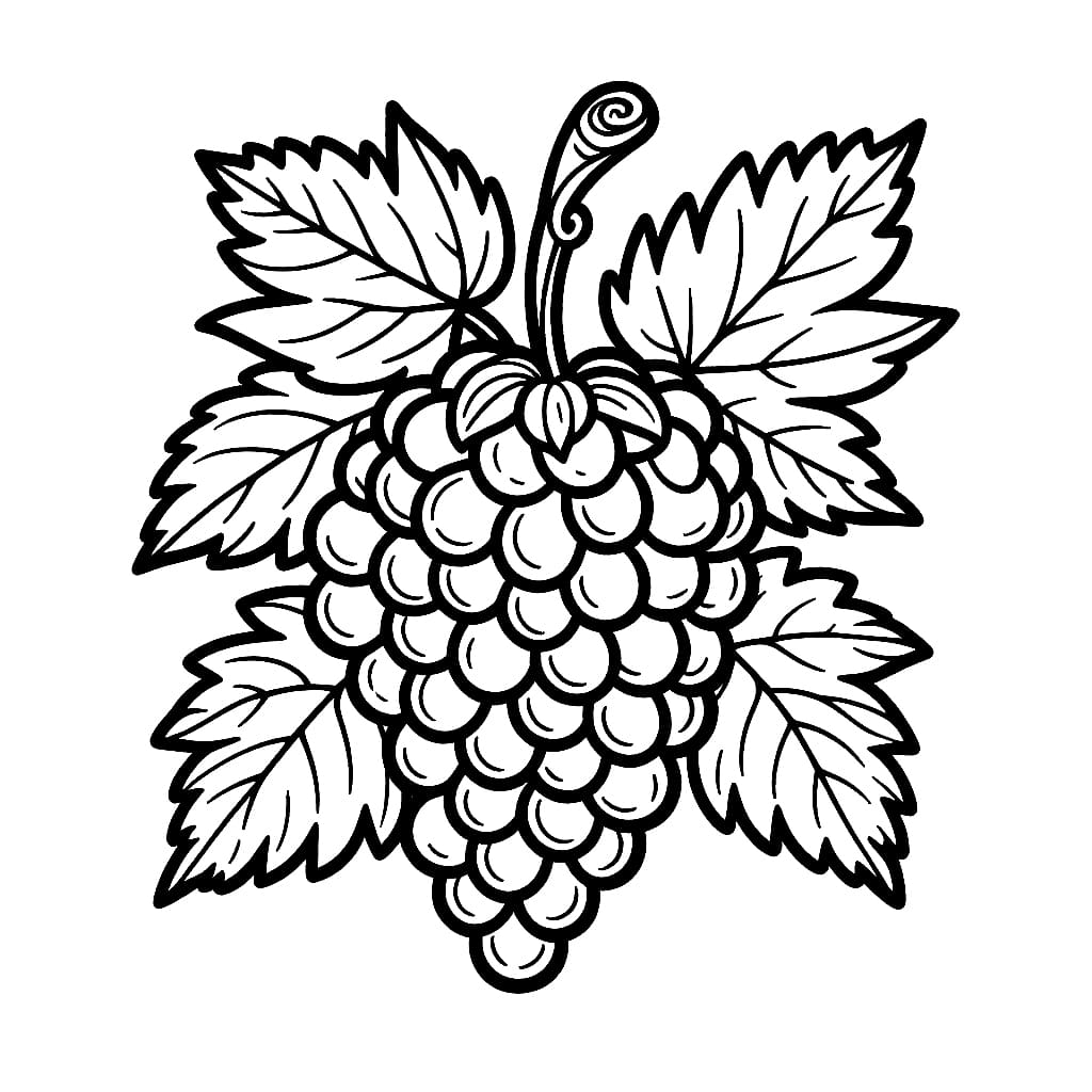 En klase druer og blader fargelegging