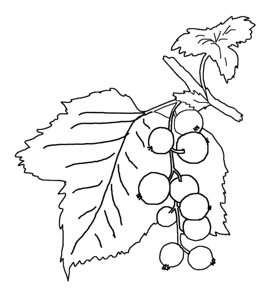 Ferske blåbær fargelegging