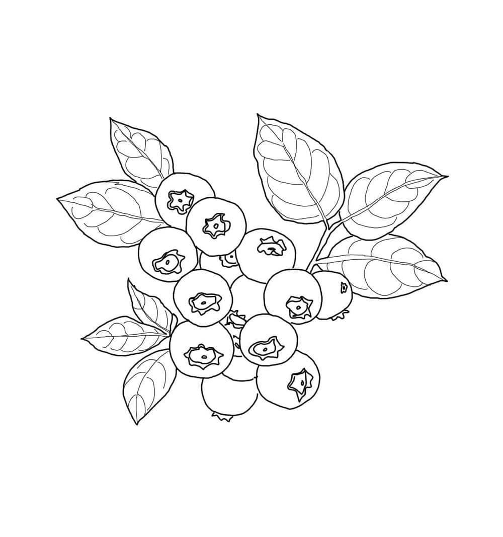 Gratis blåbær til barn fargelegging