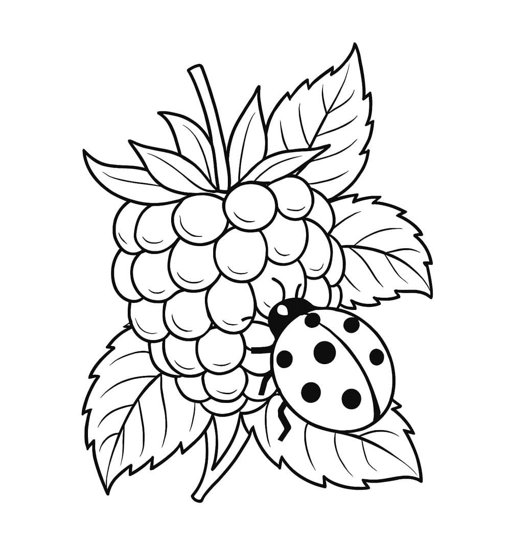 Marihøne og Bringebær fargelegging