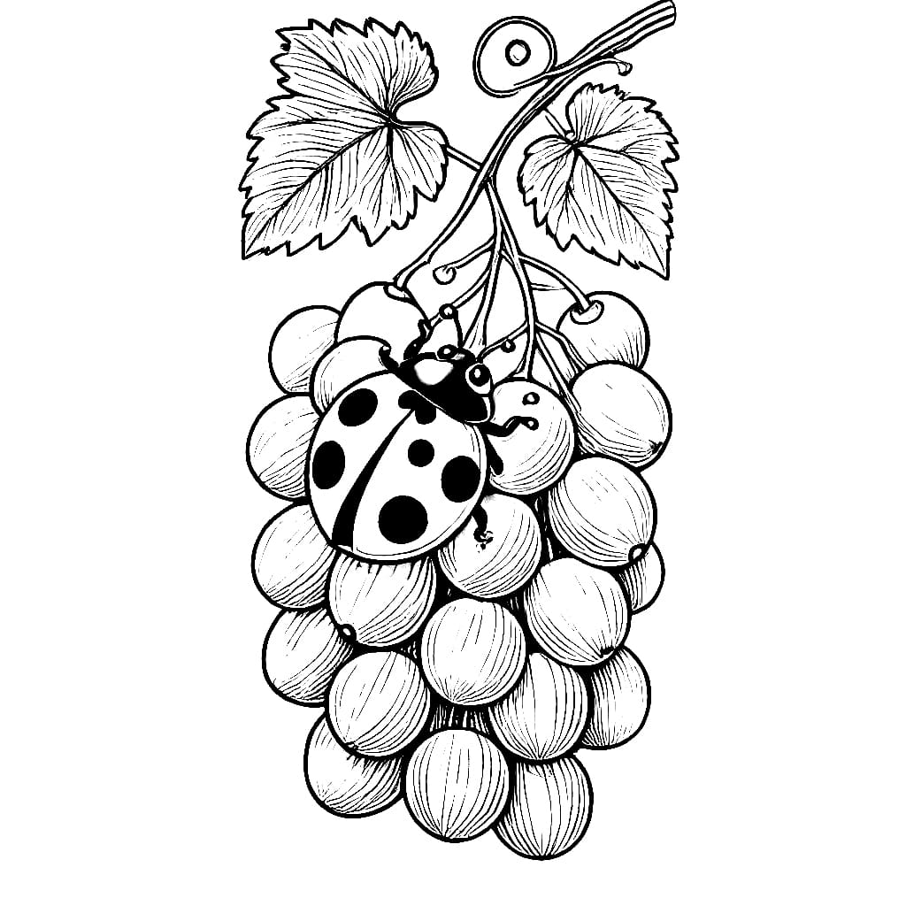 Marihøne på druer fargelegging
