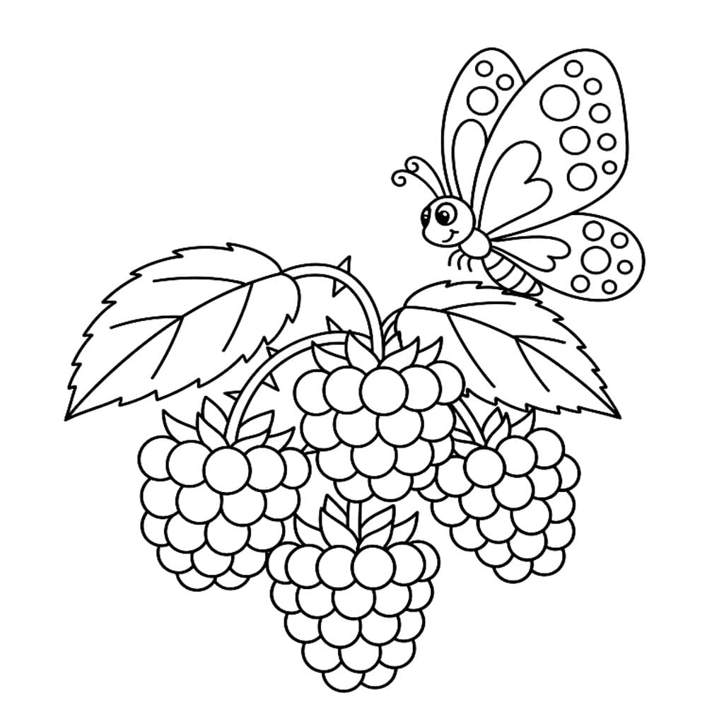 Sommerfugl og Bringebær fargelegging