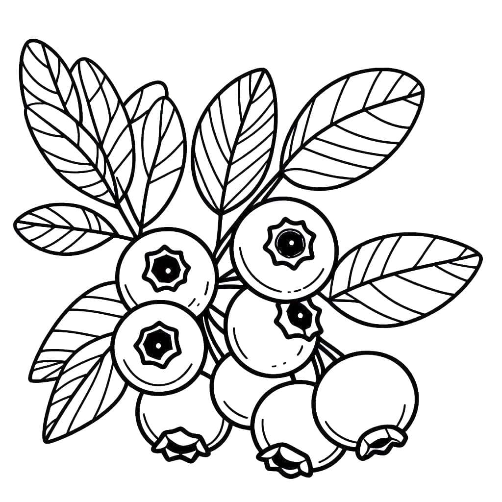 Blåbær fargelegging