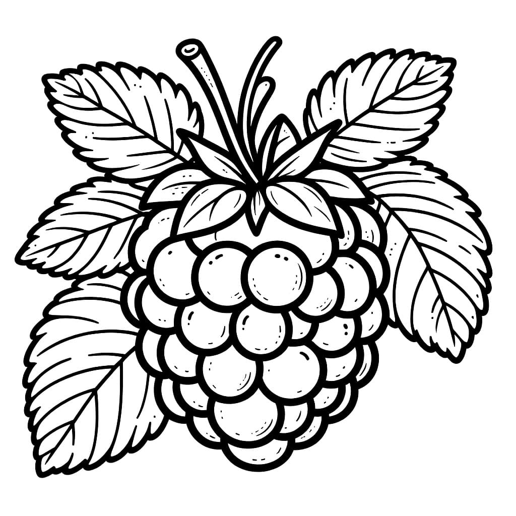 Tegn bringebær fargelegging