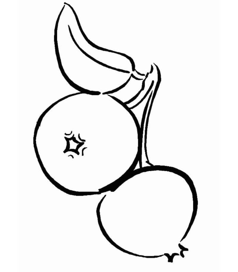 To blåbær fargelegging