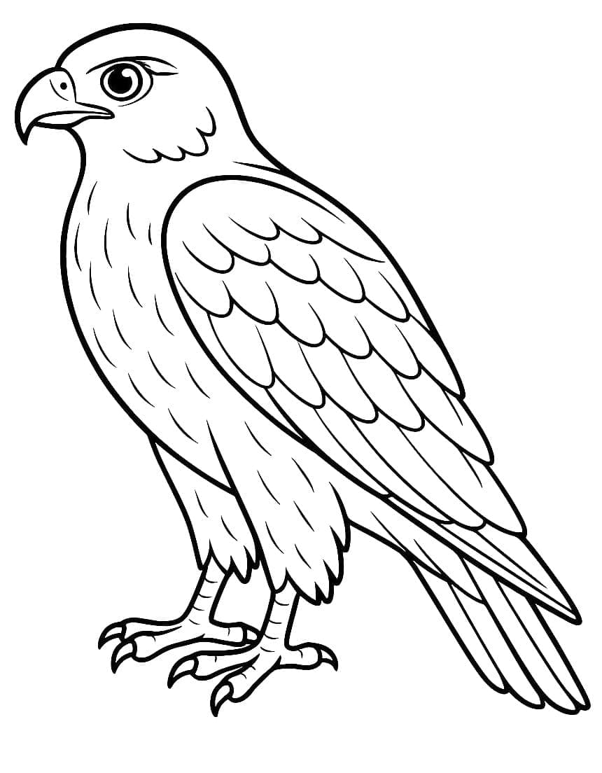 En hauk fargelegging