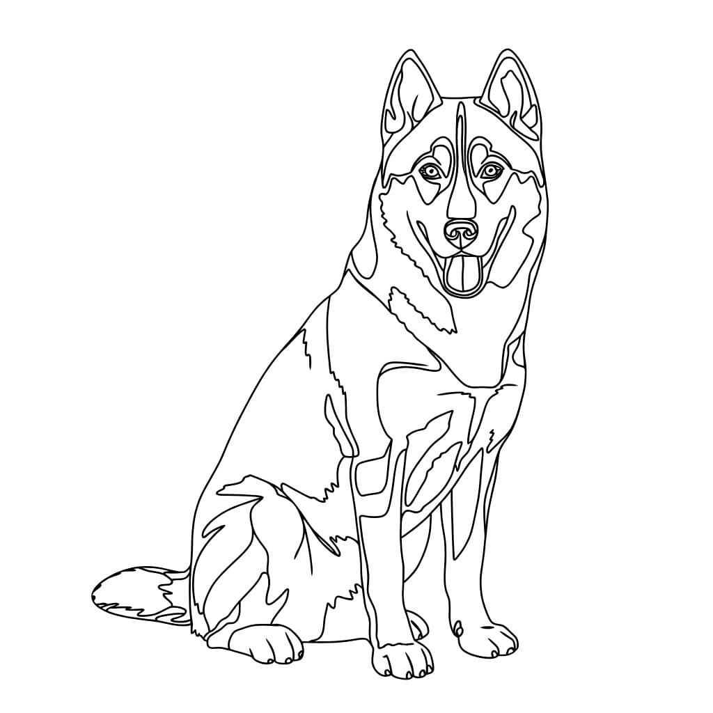 En husky som sitter fargelegging