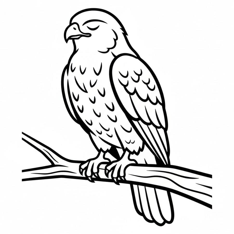 Rolig hauk fargelegging