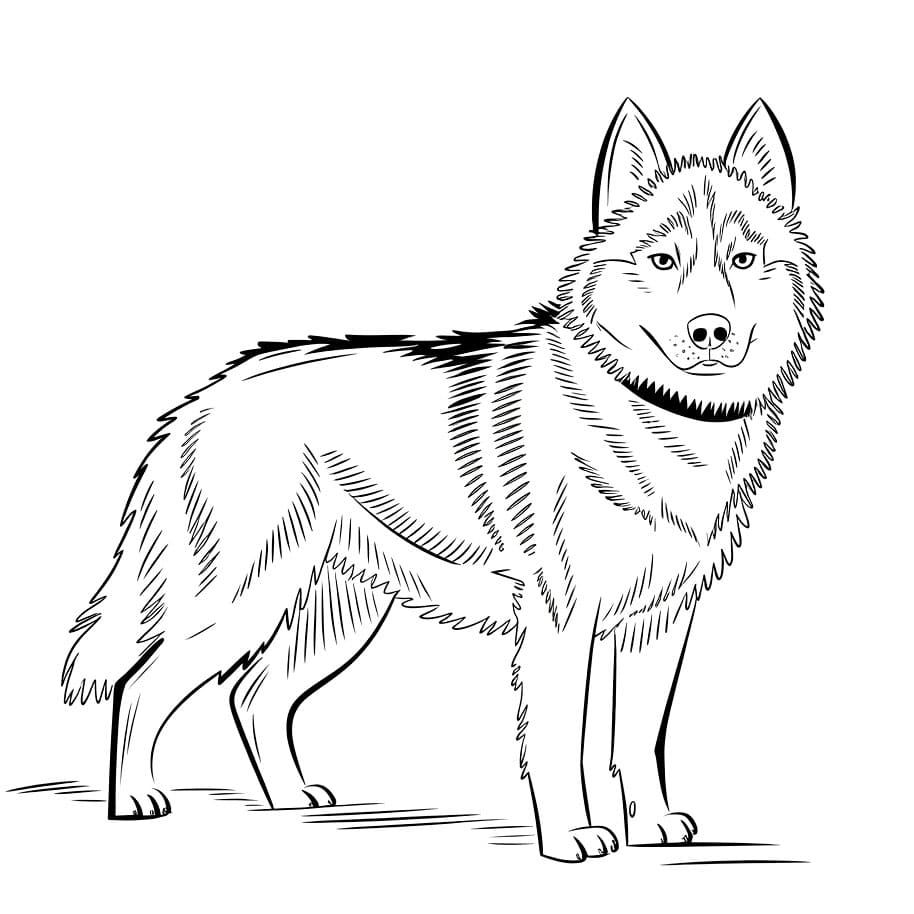 Stor husky fargelegging