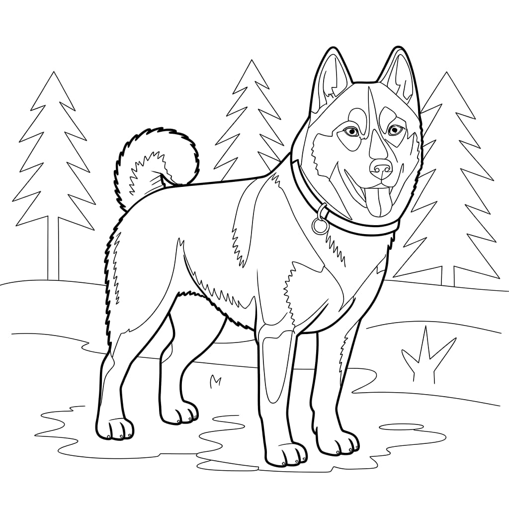 Stor husky fri fargelegging