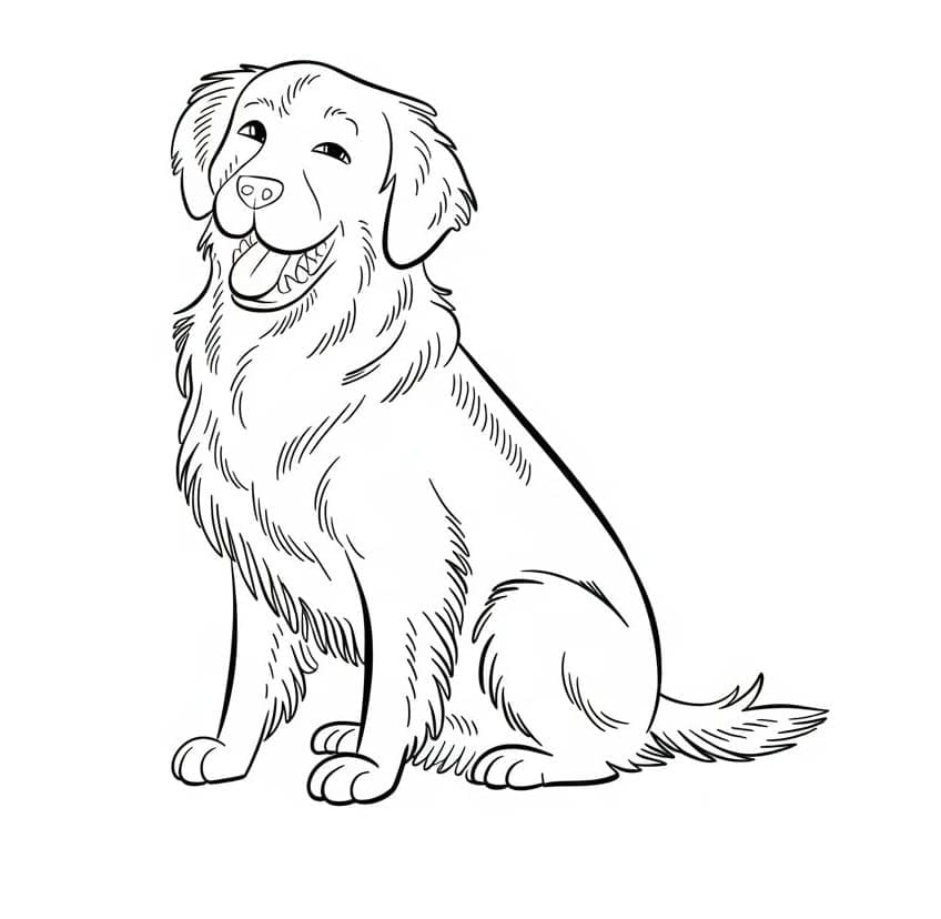 Golden Retriever fargelegging