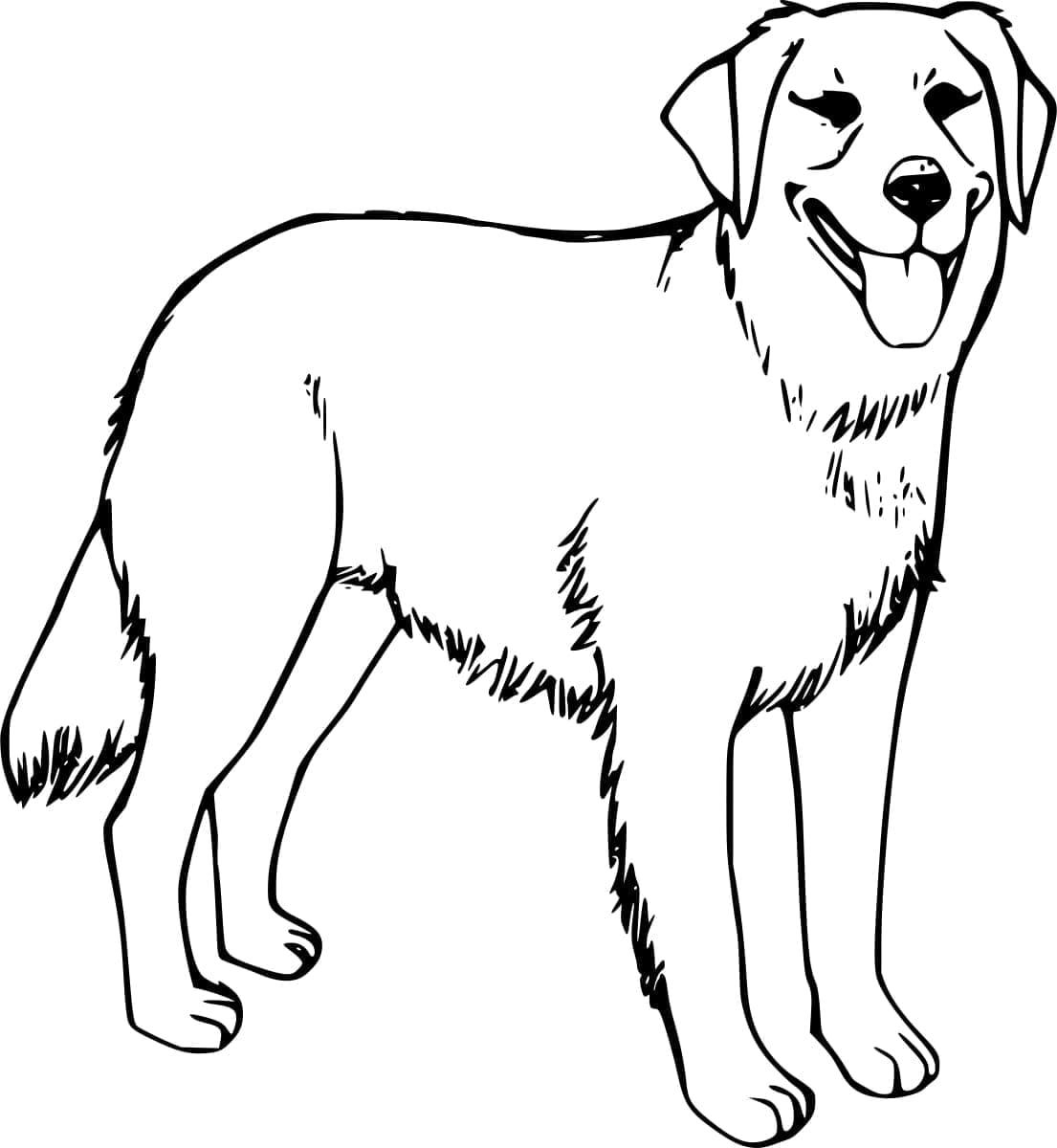 Grunnleggende om Golden Retriever fargelegging