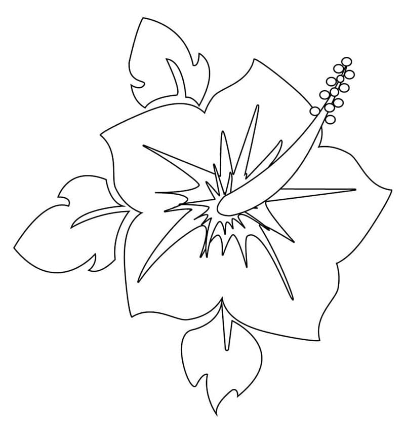 Blomstrende hibiskus fargelegging